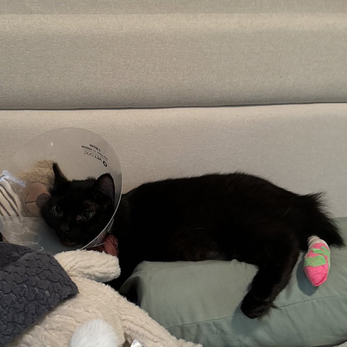 She had her surgery! https://t.co/EiaQ2876A3