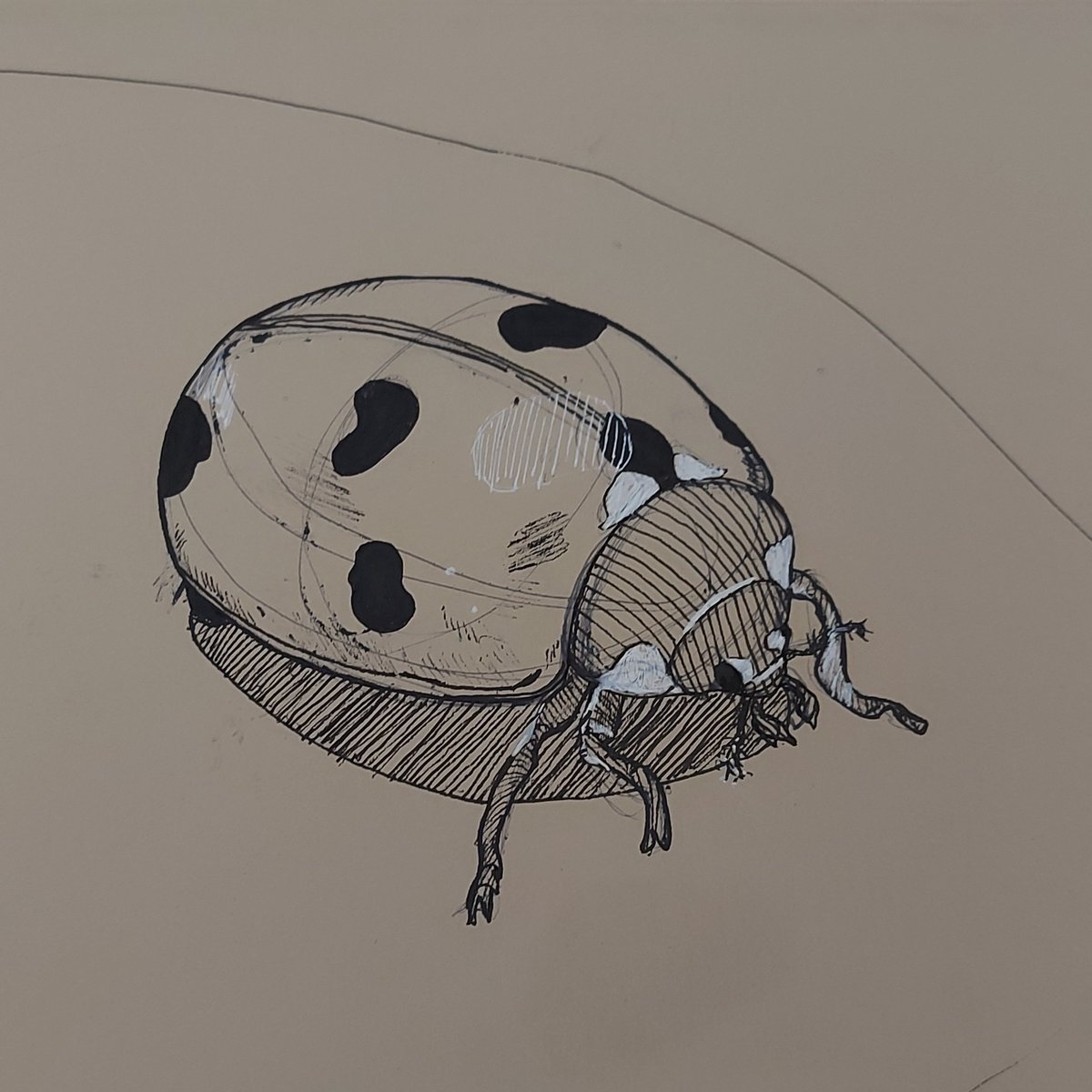 CarlosE86146886's tweet image. ✏️sketch of small insects🐞

-just training😉

✏️sketch de pequenos insetos🐞

-apenas treino 😉

#Sketching  #Draw #Dynamicsketching