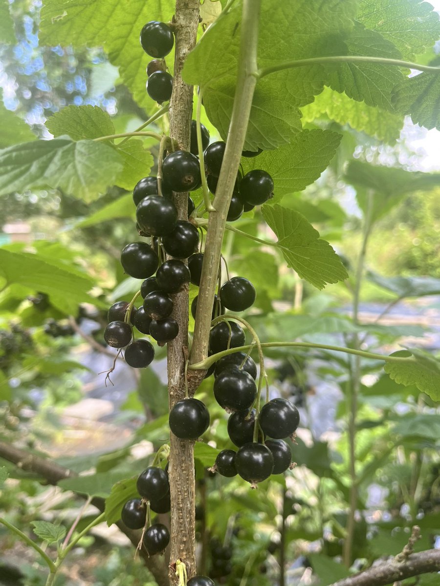 AllotmentOwner's tweet photo. While I have not been enjoying the rain, the blackcurrants seem to have been loving it. The bushes are laden with berries. #gardeningwithjason #blackcurrants #allotmentlife #growingfruit https://t.co/0XIXHp2oOf