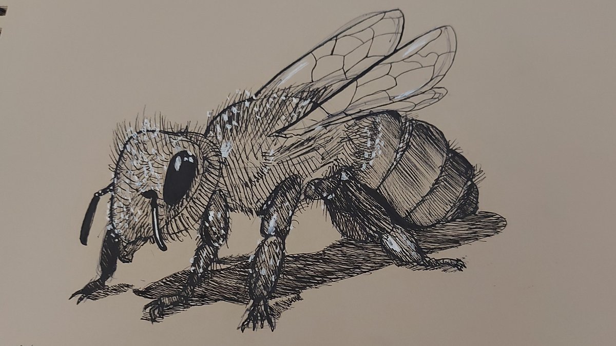 CarlosE86146886's tweet image. ✏️sketch of small insects🐞

-just training😉

✏️sketch de pequenos insetos🐞

-apenas treino 😉

#Sketching  #Draw #Dynamicsketching