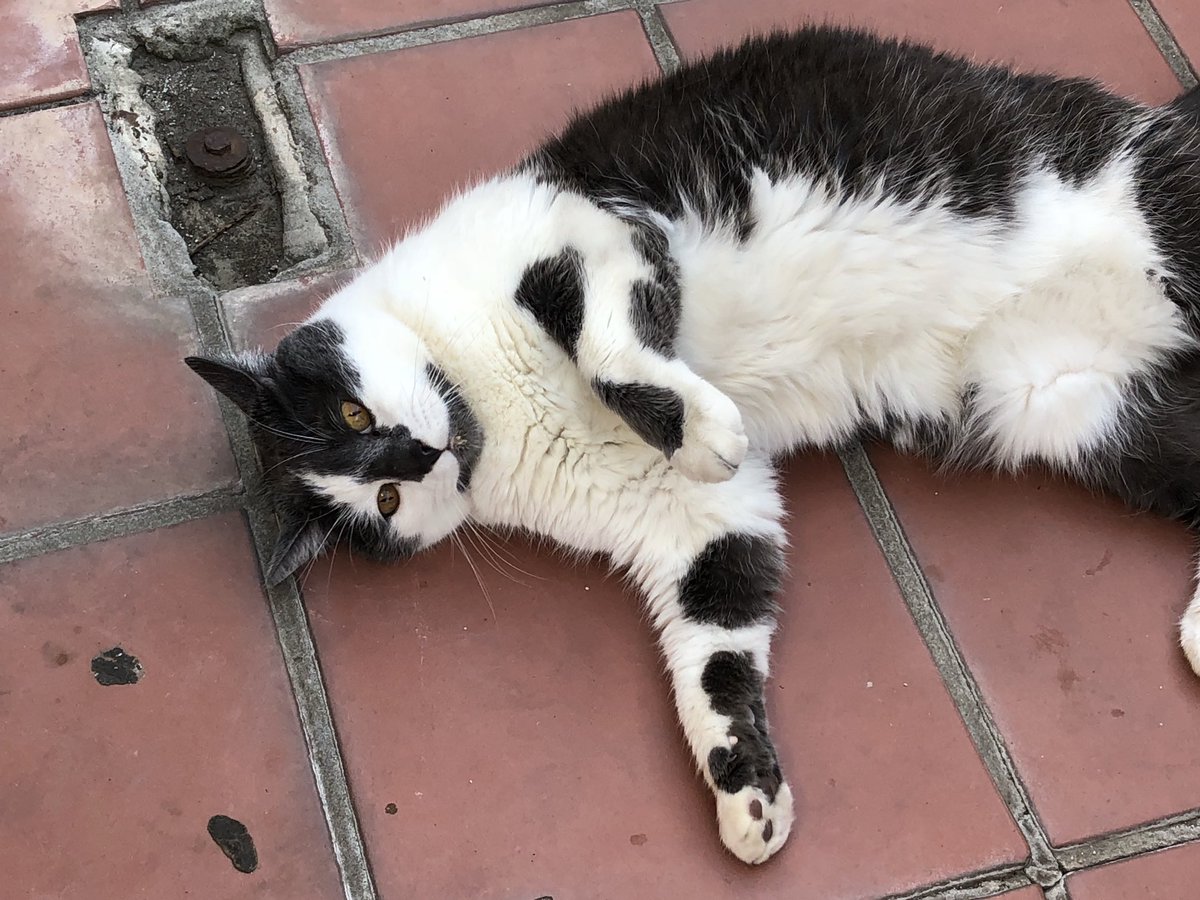 ballothecat's tweet photo. #ThrowbackThursday #UncleMaxEdition https://t.co/oVBPyJUw5p