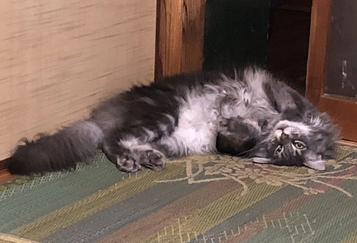 mimiku's tweet photo. ネコは液体なのである
毎日、猫として頑張ってるのですが、なかなか認められません
#メインクーン　#ネコ https://t.co/d5ltKe5ozZ