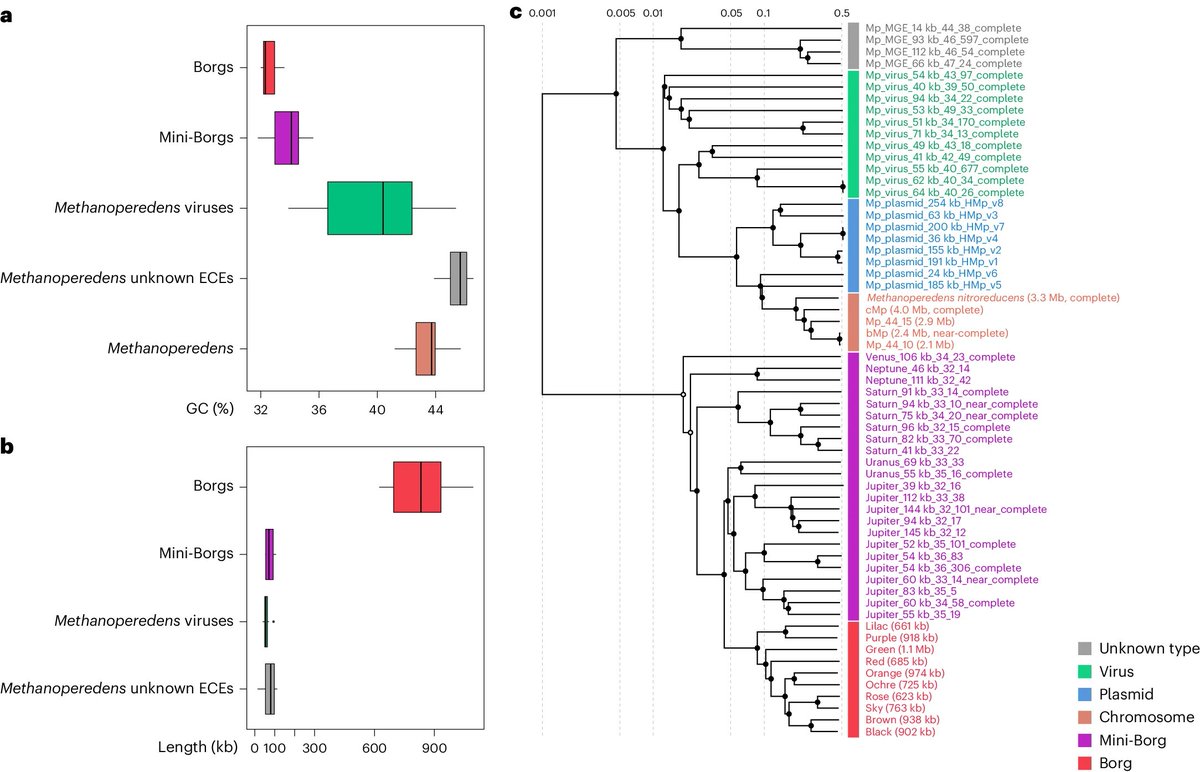 OUT NOW: Methanotrophic Methanoperedens archaea host diverse and interacting extrachromosomal elements called mini-Borgs
