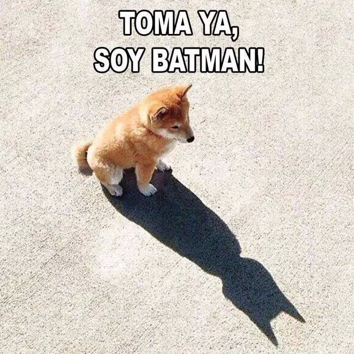 FrikingosGalaxy's tweet photo. No te fíes ni de tu sombra, Descripción gráfica 🤣🤣🤣😜 🐶 #Perro #Perrete #Batman #Humor #Meme https://t.co/R5unDM60Xd