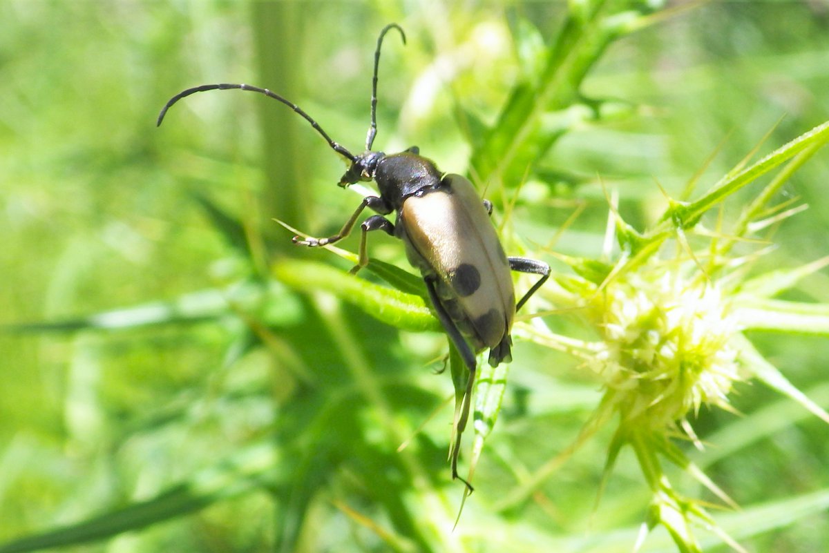 auster180xtt's tweet photo. #insectweek2024 https://t.co/awn6XP5EgF