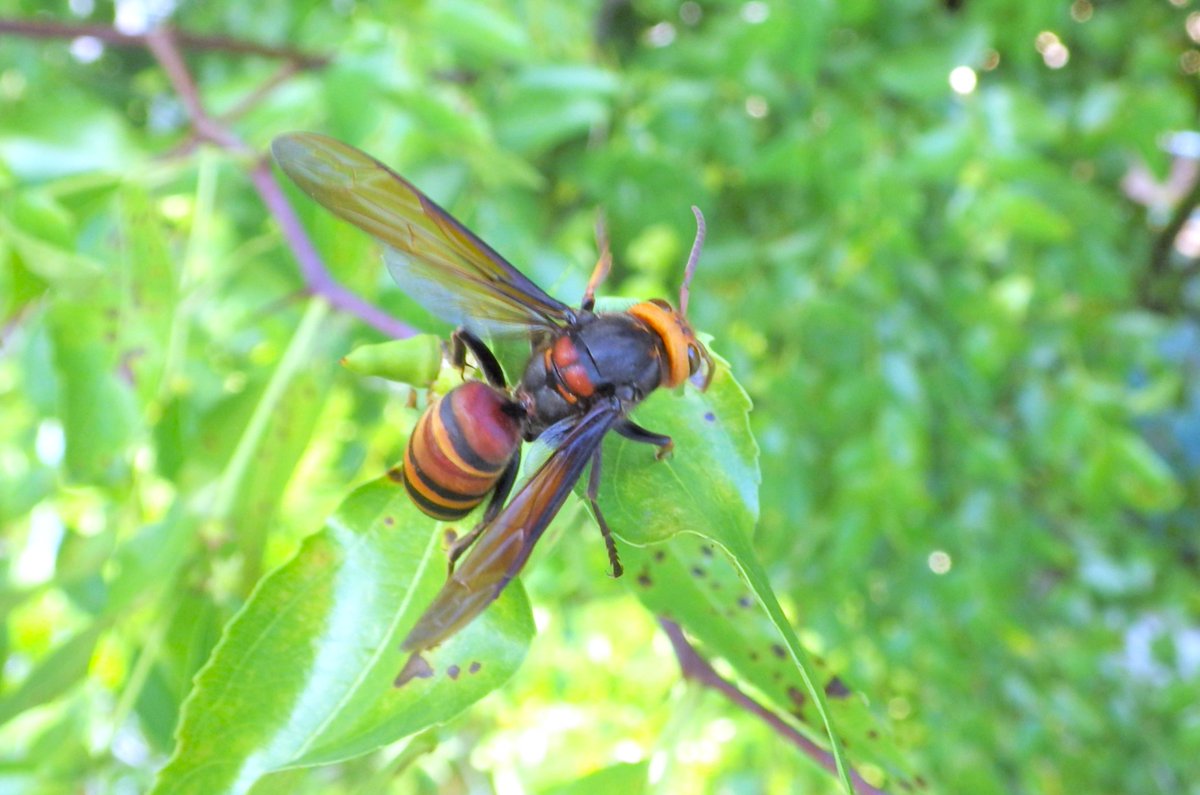 auster180xtt's tweet photo. #insectweek2024 https://t.co/aMSBbNtfgv