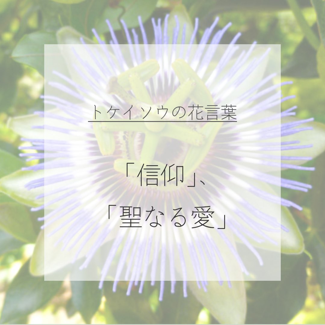 itismizu's tweet photo. 6月27日の誕生花は、
トケイソウ*時計草　(英：Passion Flower)

花言葉は「信仰」、「聖なる愛」など

花びらが時計の文字盤に、雄と雌しべが針に見え、その独特な花の姿に目を惹かれます。
花後は、甘く美味しいパッションフルーツを収穫できます。

#dayday花project #花言葉シリーズ #花イラスト https://t.co/2P9x4TVrYT