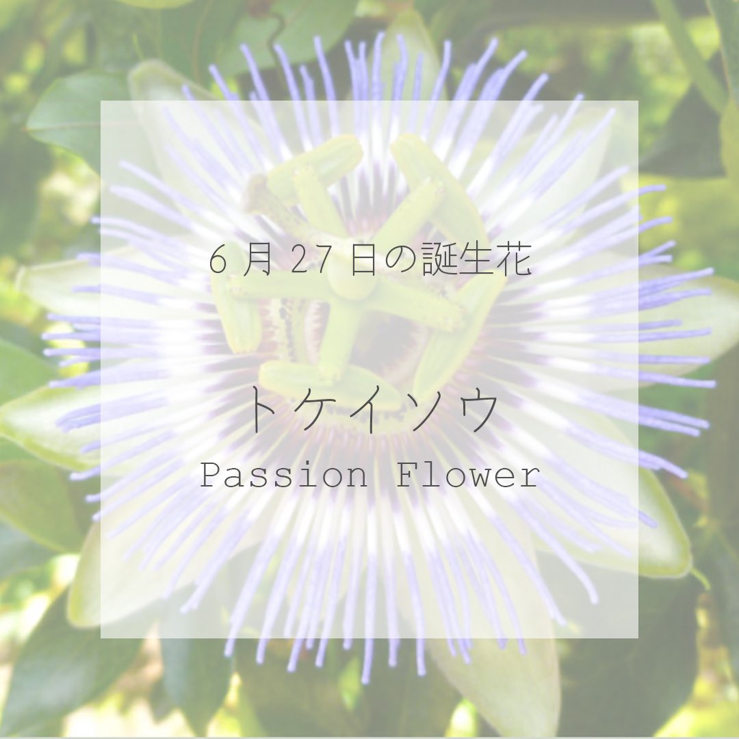 itismizu's tweet photo. 6月27日の誕生花は、
トケイソウ*時計草　(英：Passion Flower)

花言葉は「信仰」、「聖なる愛」など

花びらが時計の文字盤に、雄と雌しべが針に見え、その独特な花の姿に目を惹かれます。
花後は、甘く美味しいパッションフルーツを収穫できます。

#dayday花project #花言葉シリーズ #花イラスト https://t.co/2P9x4TVrYT