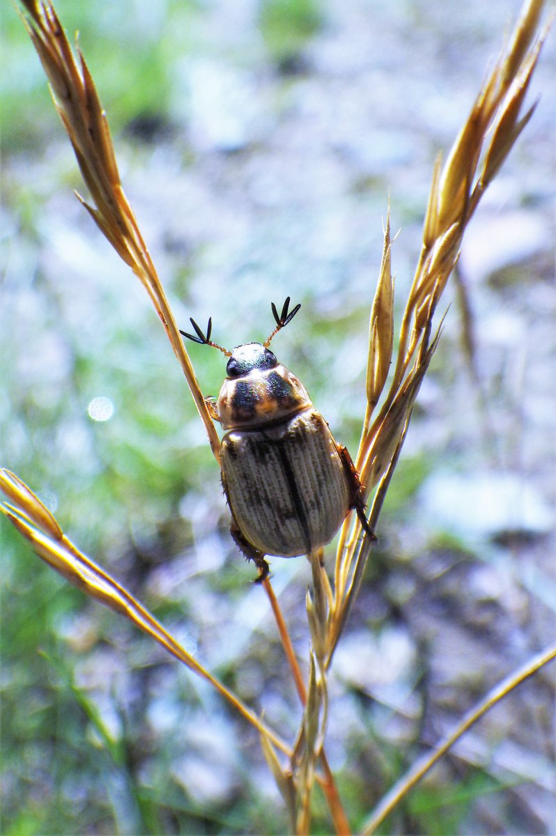 auster180xtt's tweet photo. #insectweek2024 https://t.co/aMSBbNtfgv