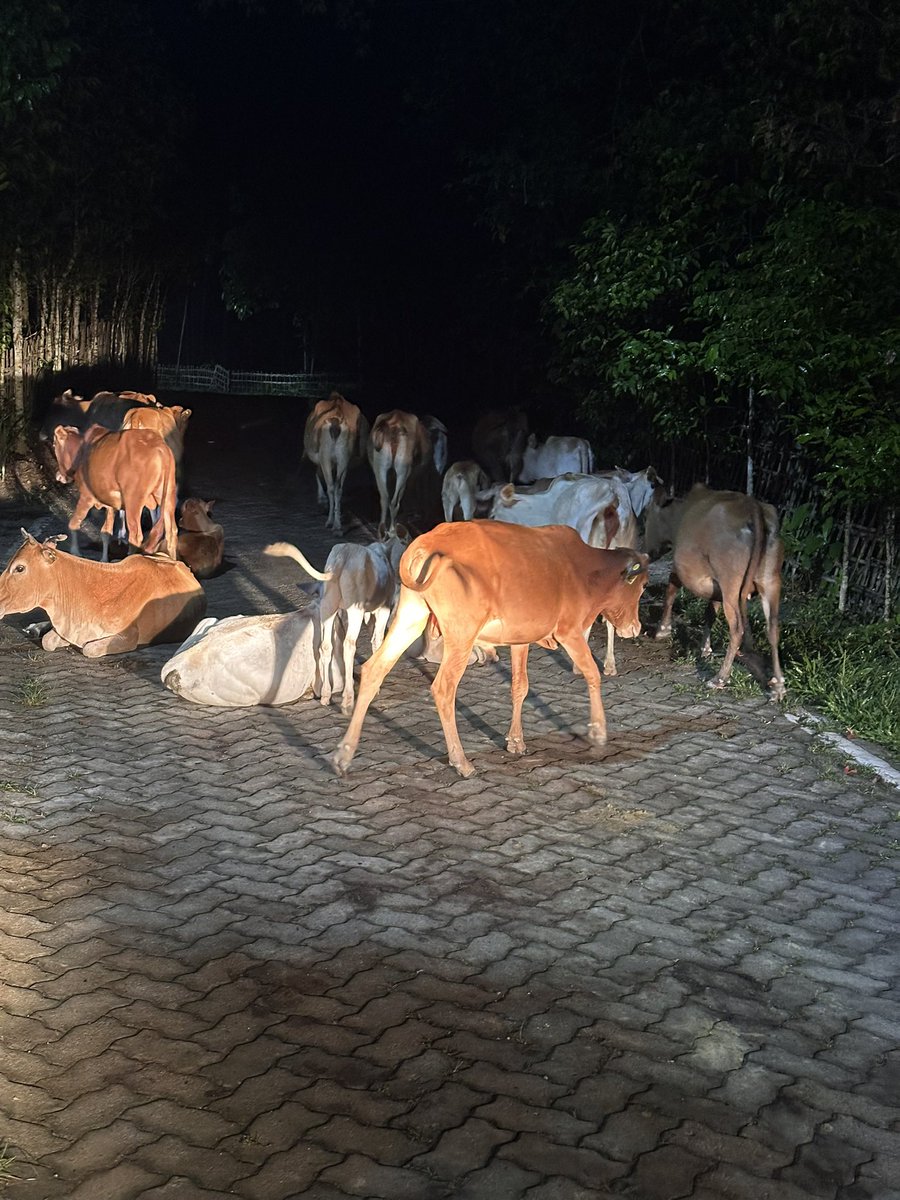 Mrinal_MLA's tweet photo. 8pm : #CowMenace
Some people are losing the habit of gathering their cows in the evening nowadays and they make the roads their home .As a result accidents happen and driving becomes difficult. Facing such a problem at the moment.
#cows on #roads https://t.co/IIcJxWWDAn