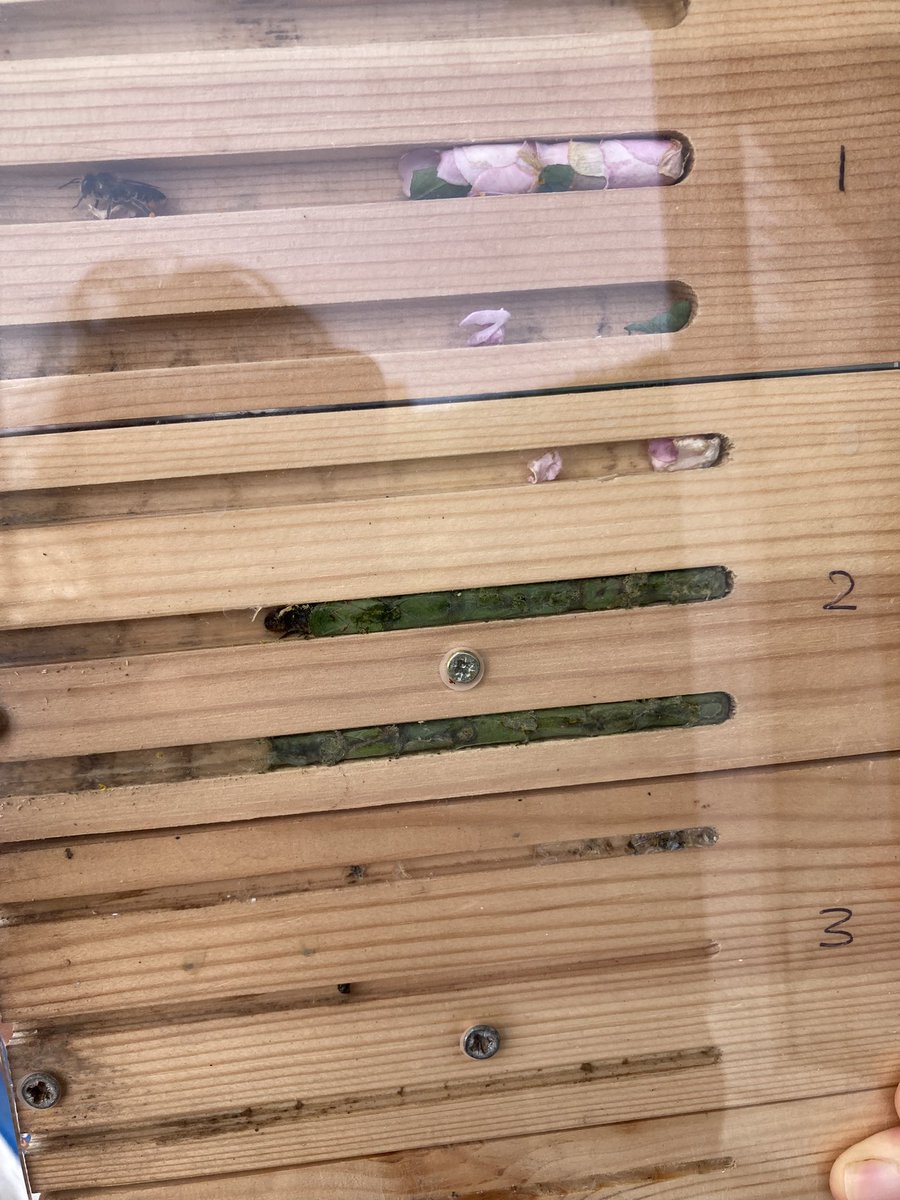 Nothing makes me happier than when a leafcutter bee decides she’s too cool for leaves, and builds her best using petals, instead 💚💗