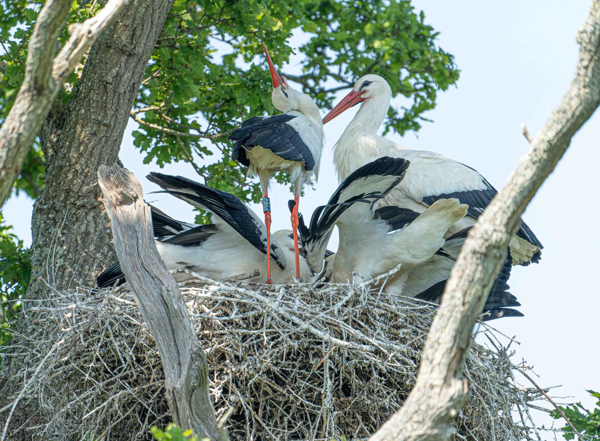 John Thorpe tweet media