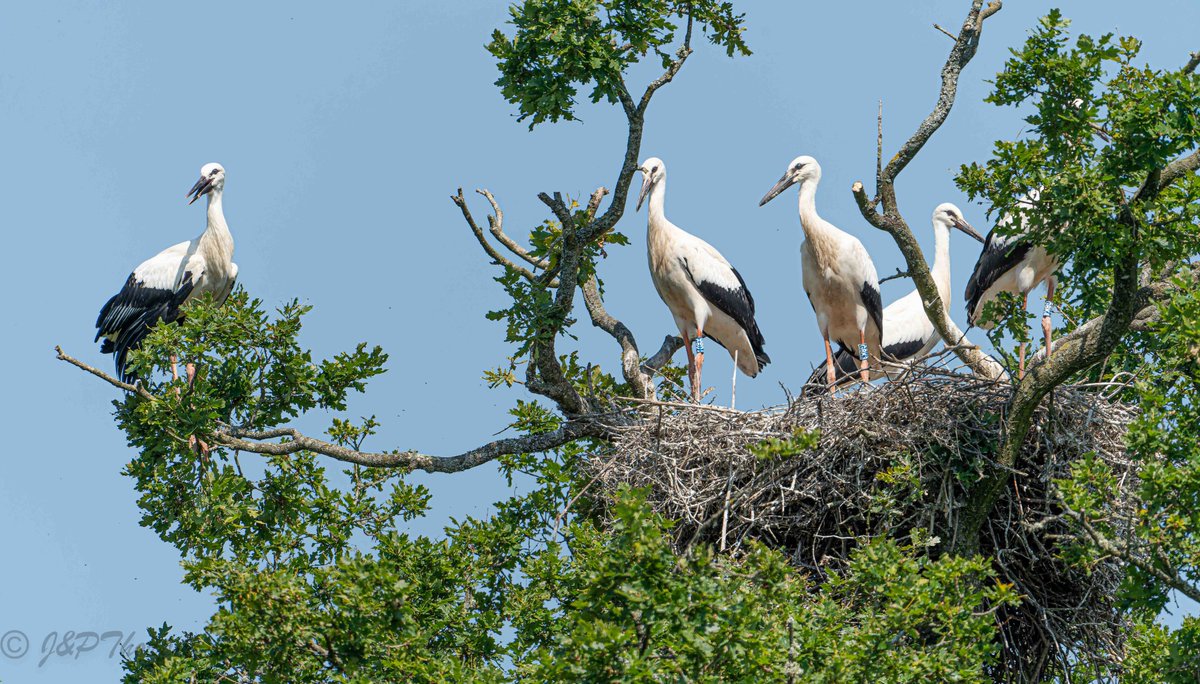 John Thorpe tweet media