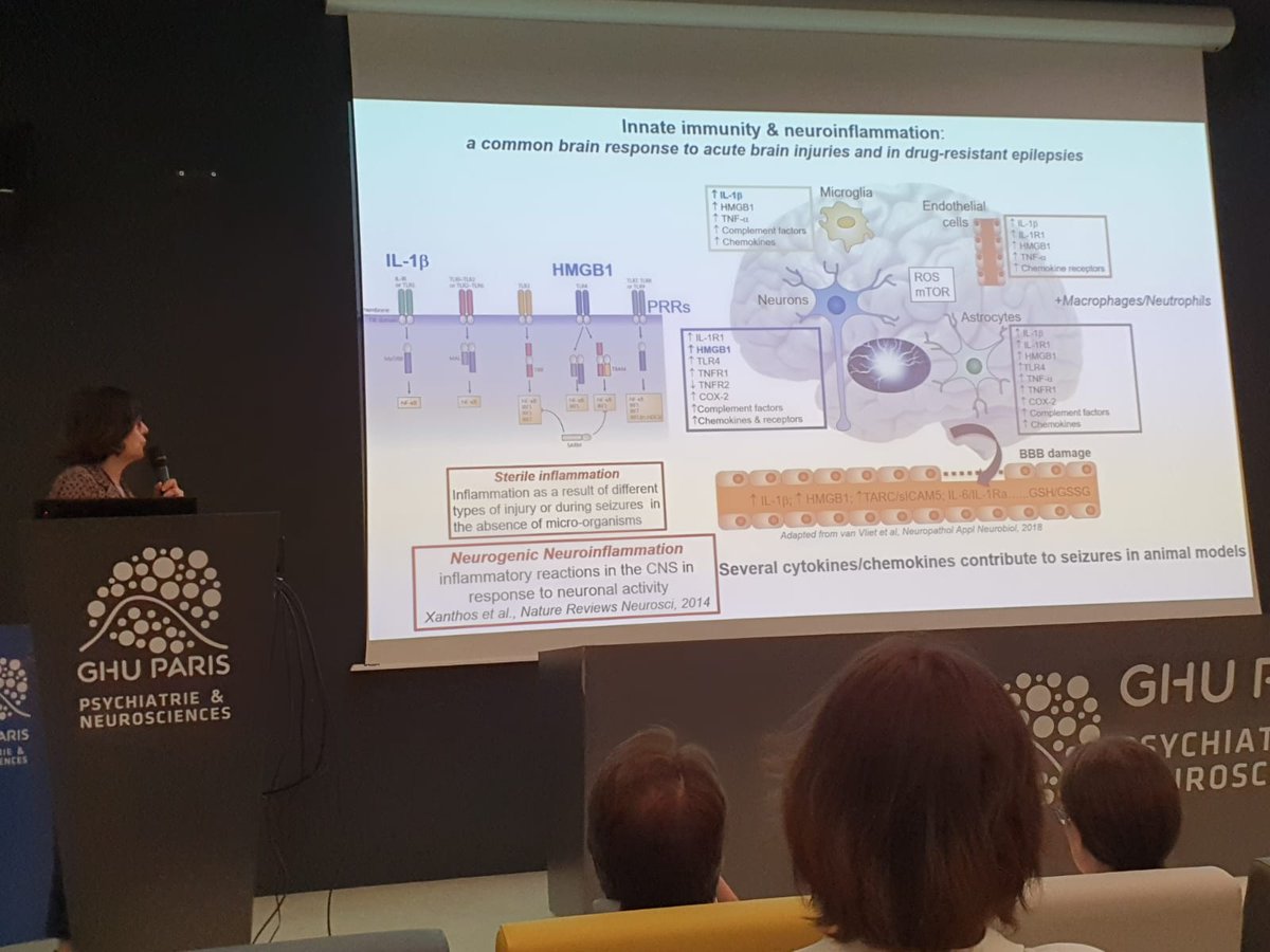 This afternoon, Anna-Maria Vezzani talks about the links between inflammation and epileptic seizures at the NICIS conference!