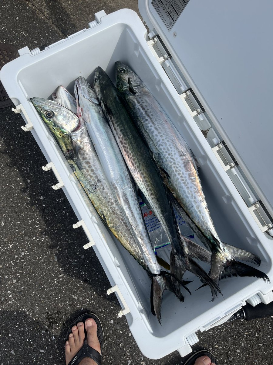 ash01092's tweet photo. 今日は久しぶりのKAZUボートさんから青物狙い！
開始早々からバクバク🎣
サイズはサゴシ・サワラ？が多めでしたが、釣れすぎリリースは初めてでした🤣
きょうせいさんありがとう��ざいます👍
またお願いします🤲 https://t.co/5gYG0AMUsW