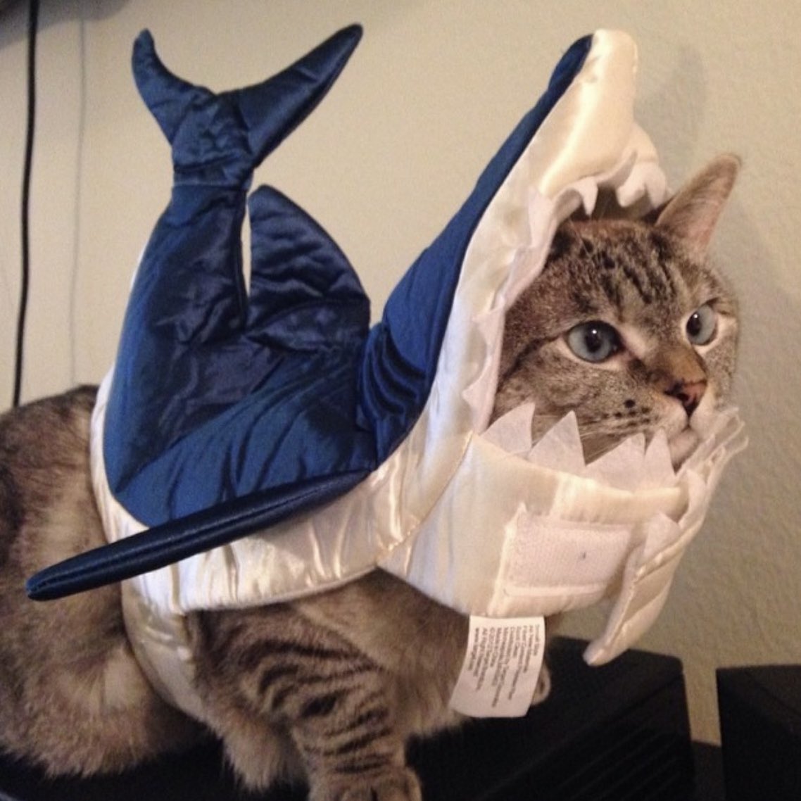 🦈 🐱 🌊