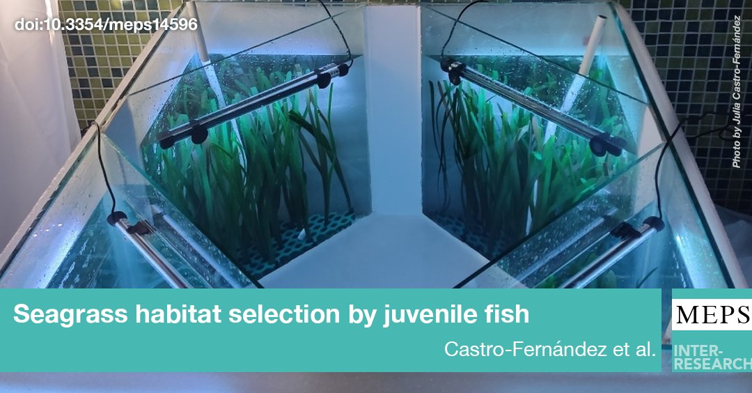 #HabitatSelection by #JuvenileFish is influenced by #seagrass structural complexity. Although responses to changes in complexity are species-specific, this study highlights the importance of seagrass habitats for temperate juvenile fish
bit.ly/meps_738_187