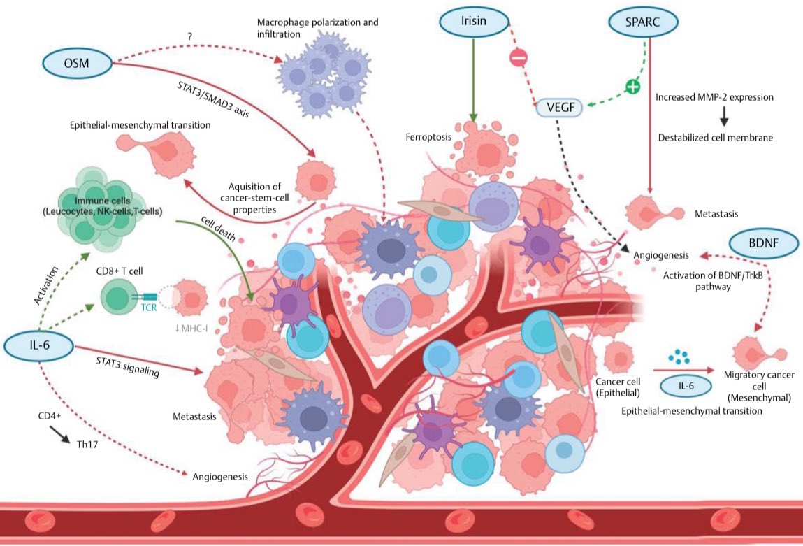 Effects of Exercise-Induced Changes in Myokine Expression on the Tumor Microenvironment…
ncbi.nlm.nih.gov/pmc/articles/P…