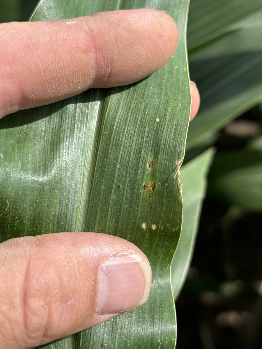 I’ve always used “practical” agronomy indicators for potential insect or diseases.  Common rust is here!  In #corn it is a good measure of conditions that are right for other more yield limiting diseases to show up.    The conditions are right.  Be prepared ⁦<a href="/PioneerSeeds/">Pioneer Seeds U.S.</a>⁩