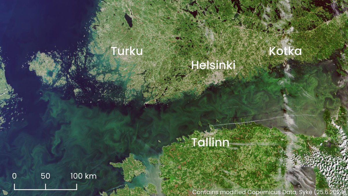Syke EarthObservation (@syke_eo) on Twitter photo Tällä viikolla #Sentinel-3 -satelliitin kuvassa #sinilevä'ä on havaittavissa koko Suomenlahdella Kotkan edustalta Helsingin edustalle ja Saaristomeren eteläosiin asti. Erityisesti Suomenlahden itäosassa on havaittu laajoja sinileväkertymiä pintavedessä. #Suomenlahti <a href="/SYKEinfo/">Suomen ympäristökeskus</a> Tällä viikolla #Sentinel-3 -satelliitin kuvassa #sinilevä'ä on havaittavissa koko Suomenlahdella Kotkan edustalta Helsingin edustalle ja Saaristomeren eteläosiin asti. Erityisesti Suomenlahden itäosassa on havaittu laajoja sinileväkertymiä pintavedessä. #Suomenlahti <a href="/SYKEinfo/">Suomen ympäristökeskus</a>
