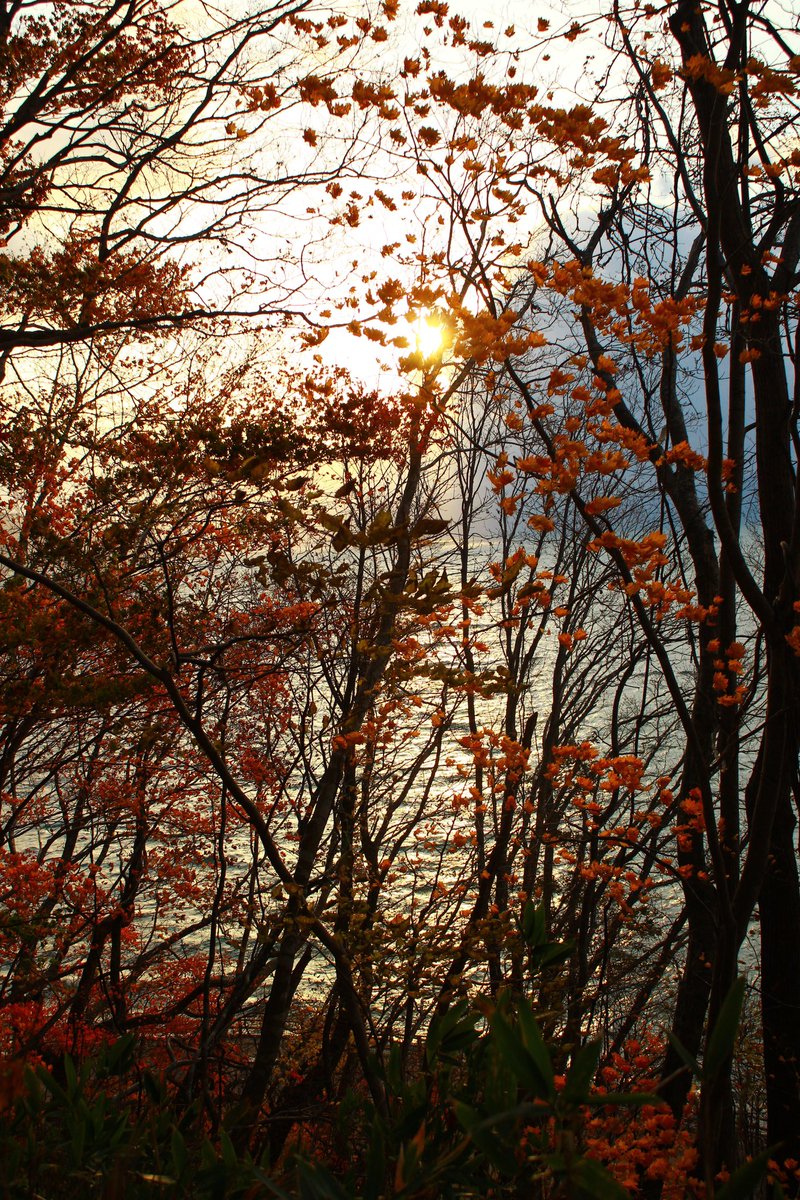 yumeka2507's tweet photo. 秋
 #写真で伝えたい私の世界 
 #写真好きと繋が��たい 
 #写真
 #フォロー返し https://t.co/KnnpNE6eXs