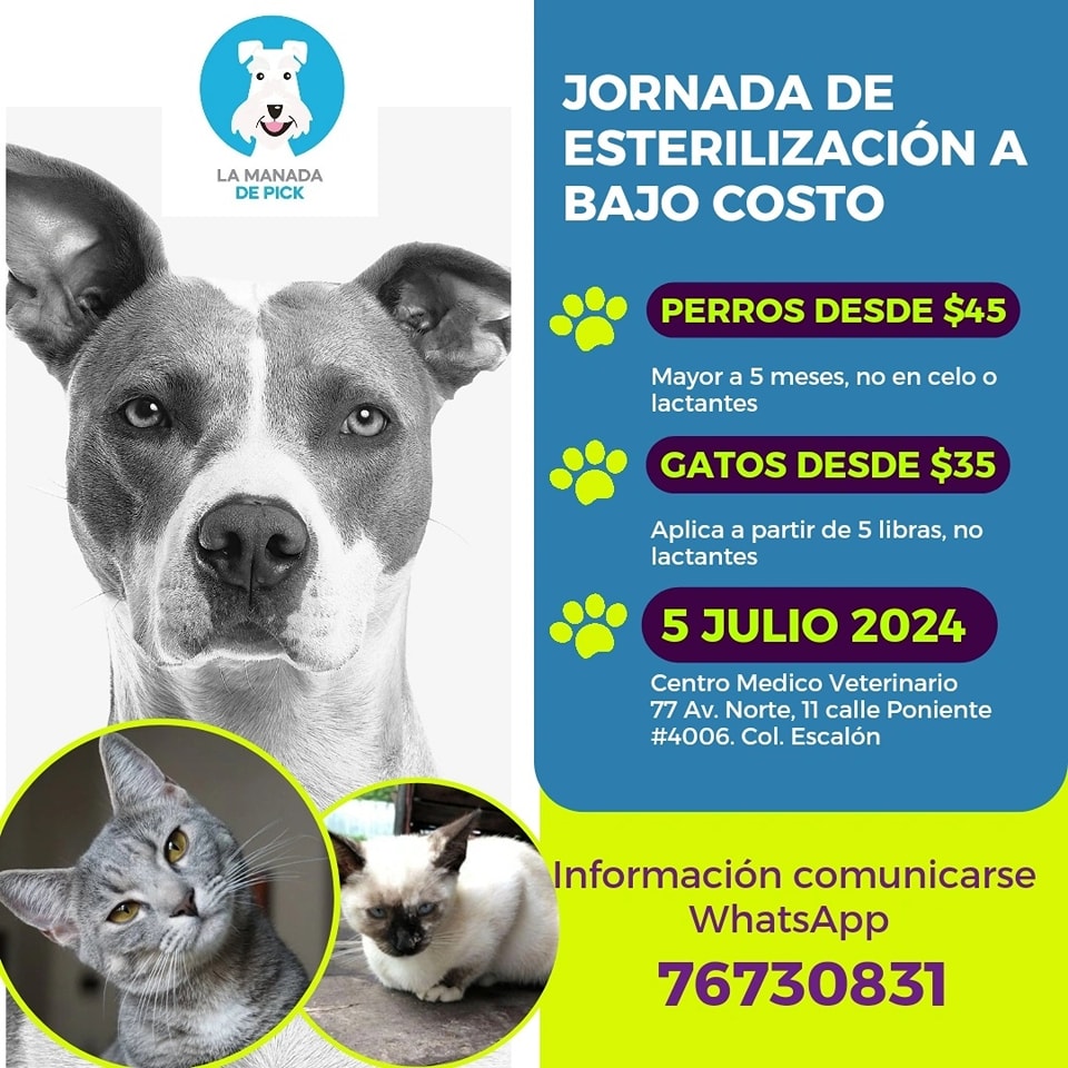 Beryz10's tweet photo. 📢 IMPORTANTE 📢
CUPOS PARA JORNADA DE ESTERILIZACIÓN A BAJO COSTO EN JULIO 👇

Estamos comprometidos a seguir luchando por el bienestar animal, por eso estamos aperturando fecha para la jornada de esterilización a bajo costo. 

✅Perros hembras $55
✅Perros machos $45
✅Gatas $45
✅Gatos $35

LA ESTERILIZACIÓN mejora la calidad de vida de los animalitos, previene el maltrato, sufrimiento y abandono.

Está jornada de  esterilización y castración, se realiza bajo procedimientos éticos, con el apoyo de veterinaria privada, realizada por médicos veterinarios graduados.
Todos los interesados pueden escribir al WhatsApp 76730831 para compartirles la información, los cupos son limitados 👏