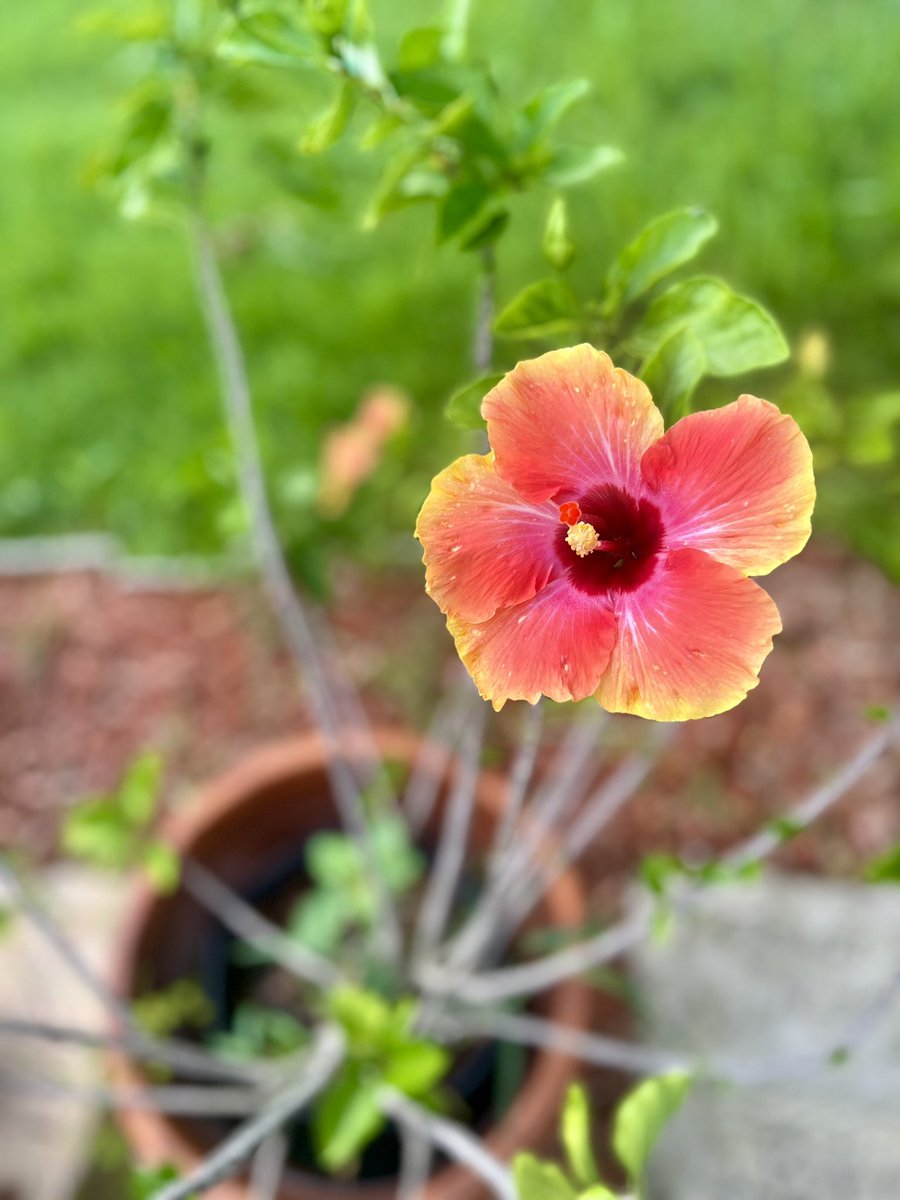 W5BWS's tweet image. Tropical Hibiscus Flowers (6/27/2024)