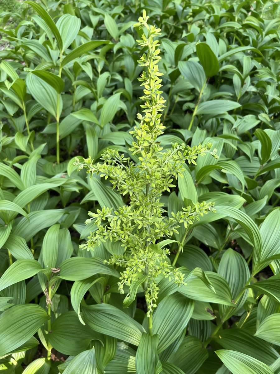 Our #nativeplant feature in the June 2024 issue of Washington Gardener Magazine is on False Green Hellebores (Veratrum viride). See more at washingtongardener.blogspot.com/2024/06/june-2… #gardendc #gardeningX #gardeningTwitter #flowers