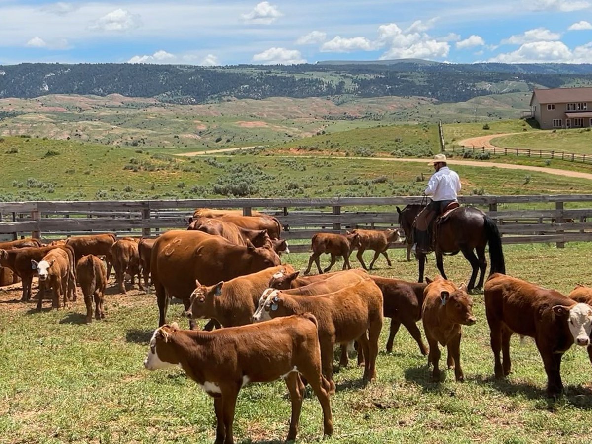 King Ranch Institute tweet media