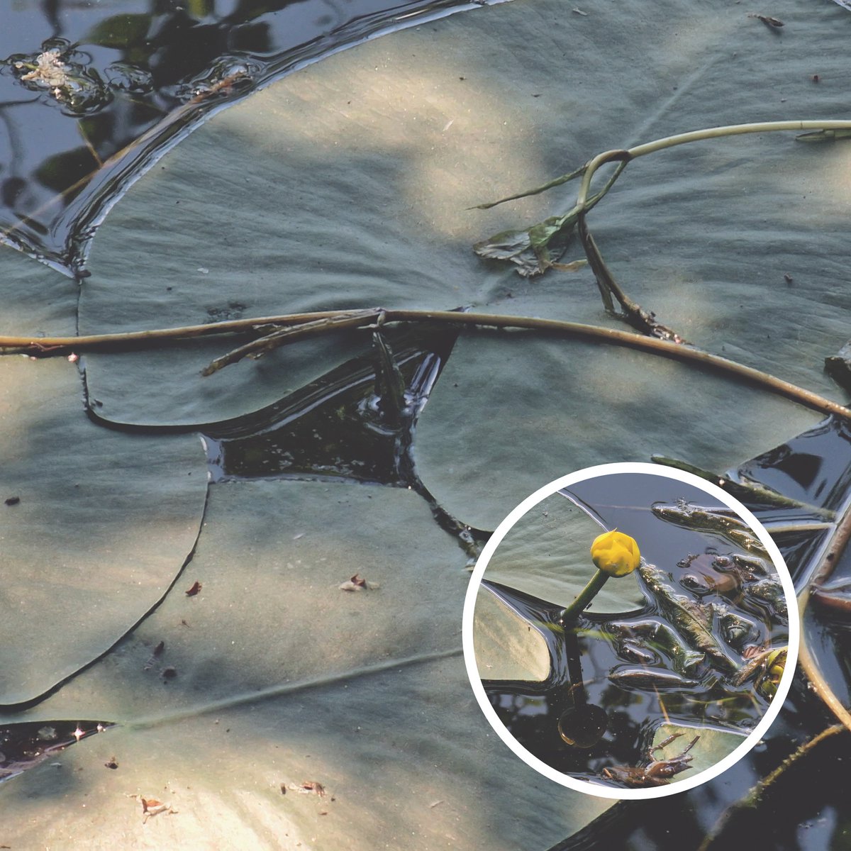 Jillian00FI's tweet photo. Yellow Water-lily / Ulpukka (Nuphar lutea)
#yellowwaterlily
#ulpukka
#nupharlutea https://t.co/tALVuocsCB