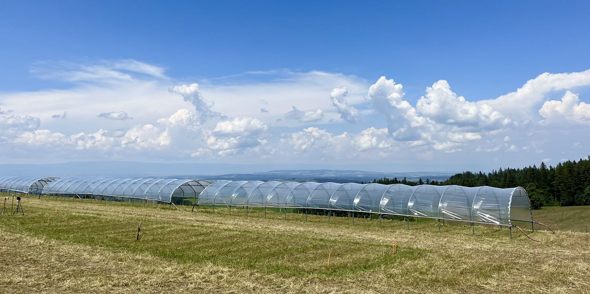 Dr Pierre Mariotte (@pierremariotte) on Twitter photo Ready to start our #drought manipulation in the #DryMountProject on drought-resistant forage mixtures 🌱☀️
Full team today to install rainout shelters in the Bern site🇨🇭 <a href="/emilie_roinel/">Emilie Roinel</a> <a href="/agroscope/">Agroscope</a> <a href="/AllanEcology/">Allan Ecology Group</a> Ready to start our #drought manipulation in the #DryMountProject on drought-resistant forage mixtures 🌱☀️
Full team today to install rainout shelters in the Bern site🇨🇭 <a href="/emilie_roinel/">Emilie Roinel</a> <a href="/agroscope/">Agroscope</a> <a href="/AllanEcology/">Allan Ecology Group</a>