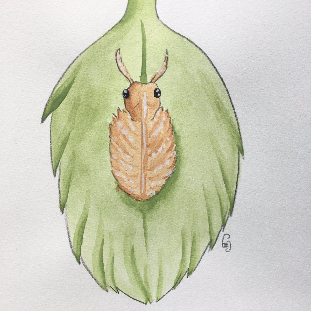 Marie_Crevette_'s tweet photo. JuneBug Jour 27: Owlfly Larvae #illustration #bug #challenge #watercolor https://t.co/yeUn8PDWpx