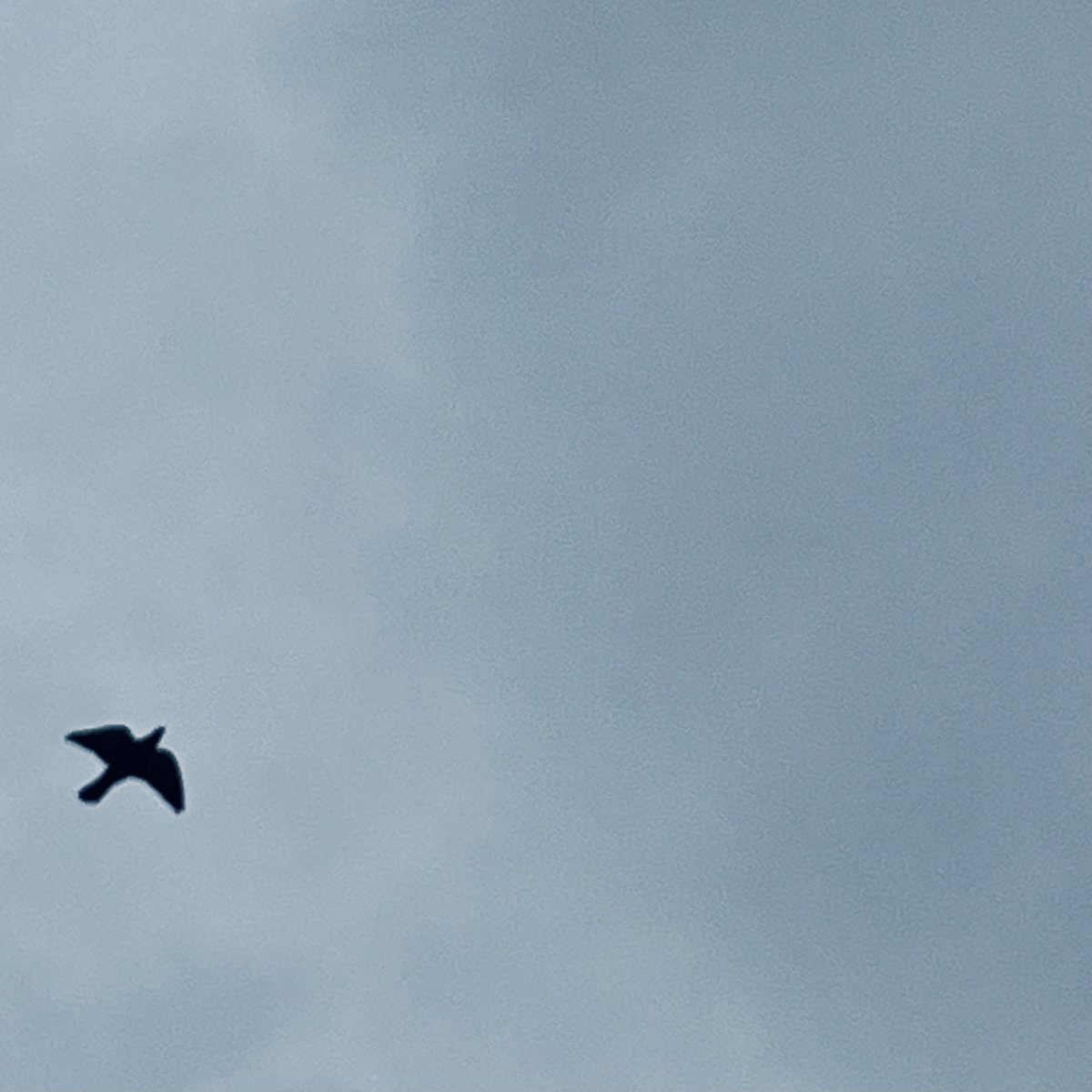 lawrencelui tweet media