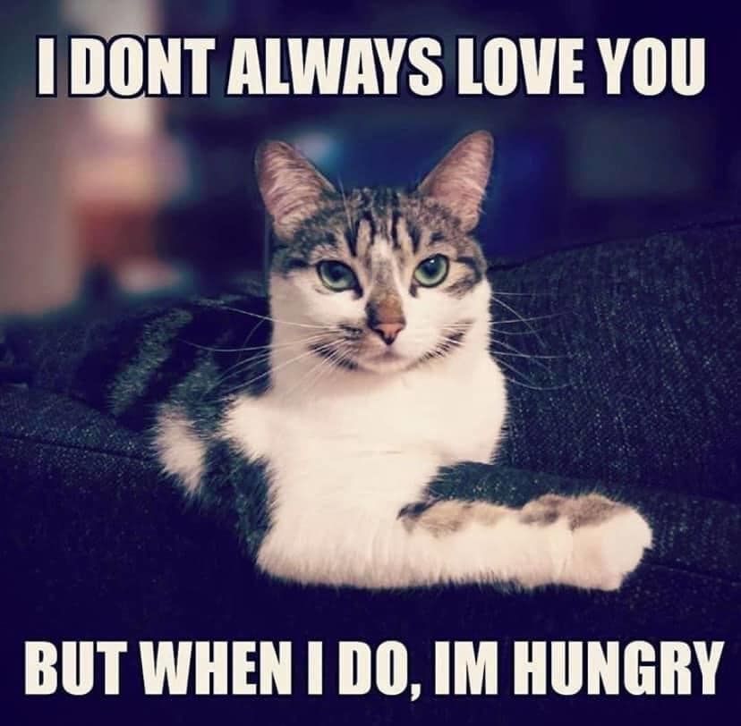 Cats and Kittens (@catsnkittys) on Twitter photo 