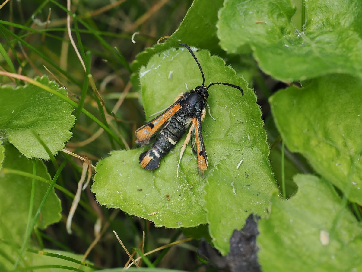 Whitstable Kent 27/6 Another great species for my Wildlife garden this P.M .Found this Fiery Clearwing while looking for Bees !  <a href="/BCKentBranch/">Butterfly Conservation Kent & SE London</a> <a href="/mothsinkent/">KentMoths</a> <a href="/insectweek/">Insect Week</a>