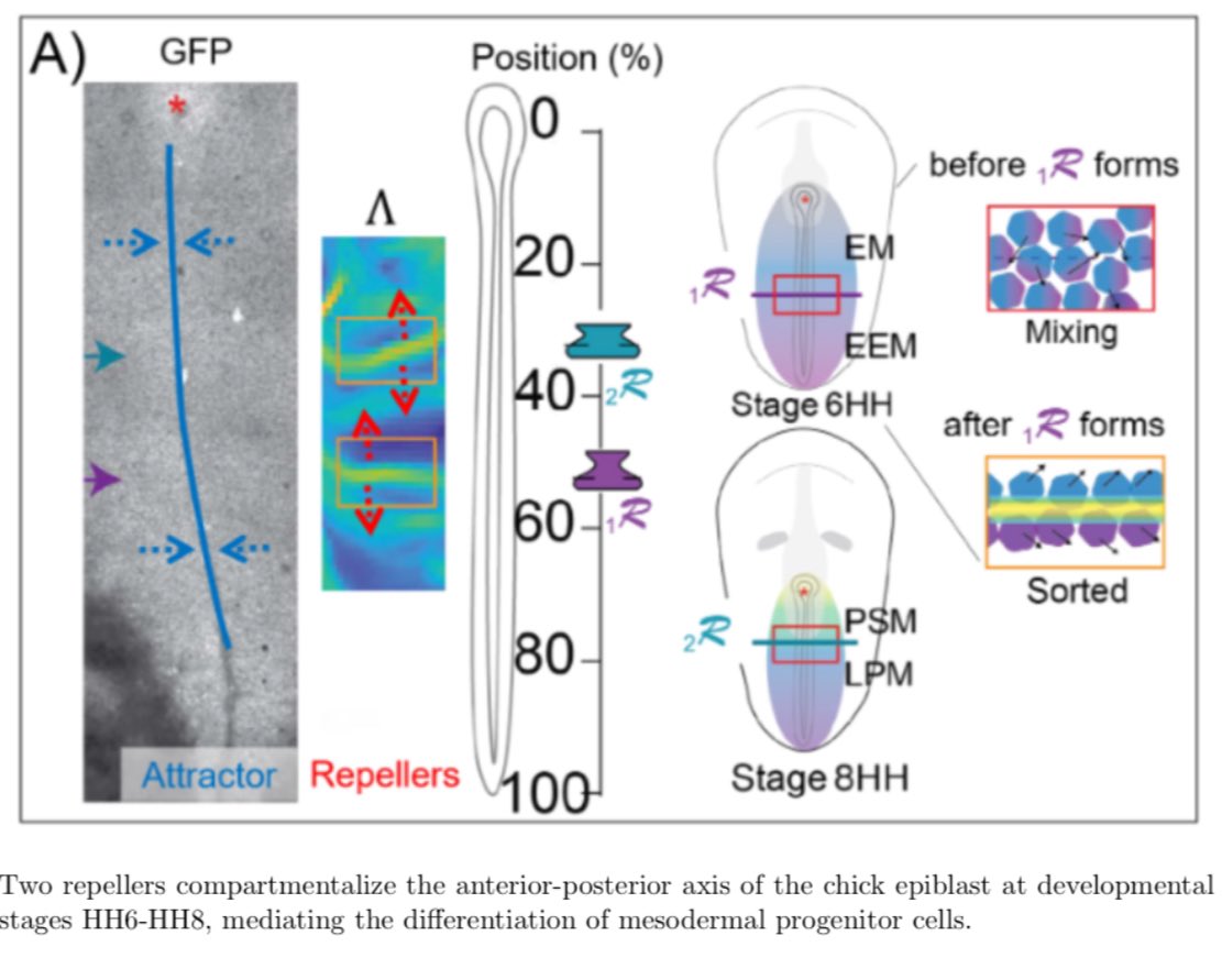 Serra group @ UC San Diego (@mattia__serra) on Twitter photo Excited to share our recent work on “Control of epiblast cell fate by mechanical cues” led by <a href="/Charln_RGuillot/">Charlène Ryan-Guillot</a> & O. Pourquié — We studied how tissue dynamics (repellers) and mechanics affect differentiation
biorxiv.org/content/10.110… Excited to share our recent work on “Control of epiblast cell fate by mechanical cues” led by <a href="/Charln_RGuillot/">Charlène Ryan-Guillot</a> & O. Pourquié — We studied how tissue dynamics (repellers) and mechanics affect differentiation
biorxiv.org/content/10.110…