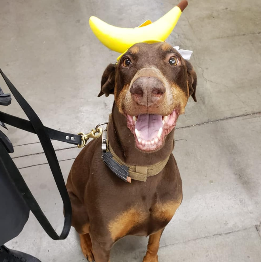 Brian_KTVU's tweet photo. @DobermanRoxythe @eastbayasfan our sweet Cappy passed from wobblers a year and two months ago.  Miss my poor sweet babe https://t.co/oAymM7MLWg