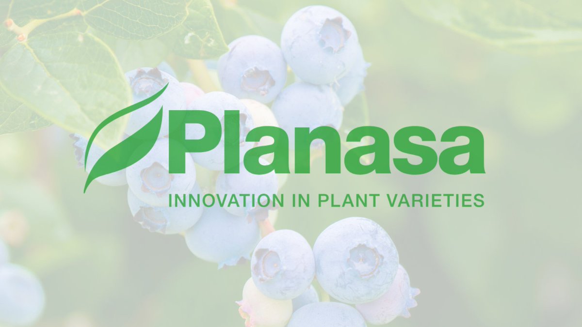 IBOBlueberry's tweet image. PLANASA leads in agri-food, improving berries like blueberries, raspberries, strawberries, and blackberries. Top blueberry varieties include Blue Manila, Blue Maldiva, Blue Madeira, Blue Malibu, Blue Masirah, and Blue Marina. #AgriFood #BerryInnovation #PLANASA @planasa_group