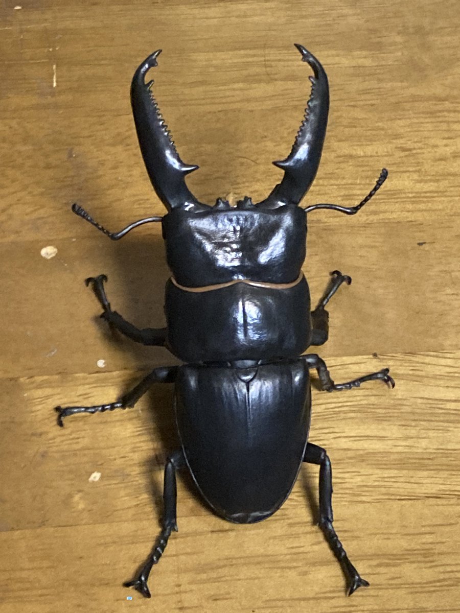 スマトラオオヒラタ　パラワンオオヒラタ　Ｂ品 スマトラオオヒラタ パラワンオオヒラタ B品