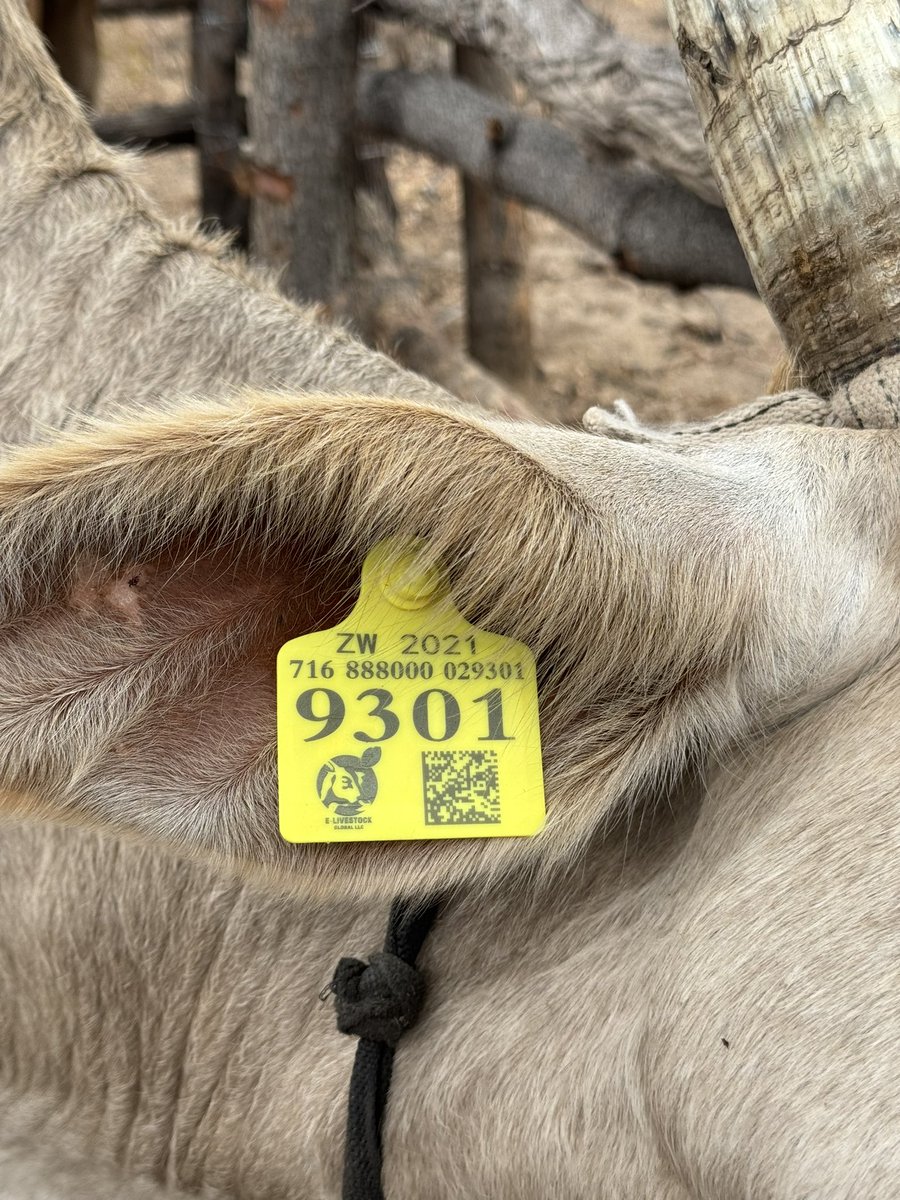 terrymap1's tweet photo. Today i got the @elivestockglob team to tag my animals. E-Livestock Global your one stop App for cattle traceability. Information stored on the Blockchain and powered by nChain. Now ndaakuona mombe dzangu kwadziri on the application. Ndakaenda😃 https://t.co/I3jb8qS9IZ