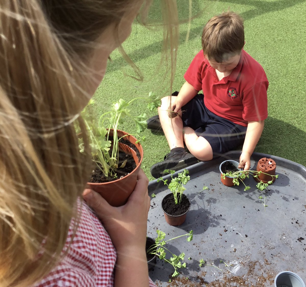 CuddingtonPri's tweet photo. In gardening club today we have learned how to divide plants then pot them on to increase our stock. From one basil and one parsley plant we now have 16 new plants. #cuddingtoneco #cuddingtonscience @createlearning_ @RHSSchools @EcoSchools https://t.co/hgeDyA08o1