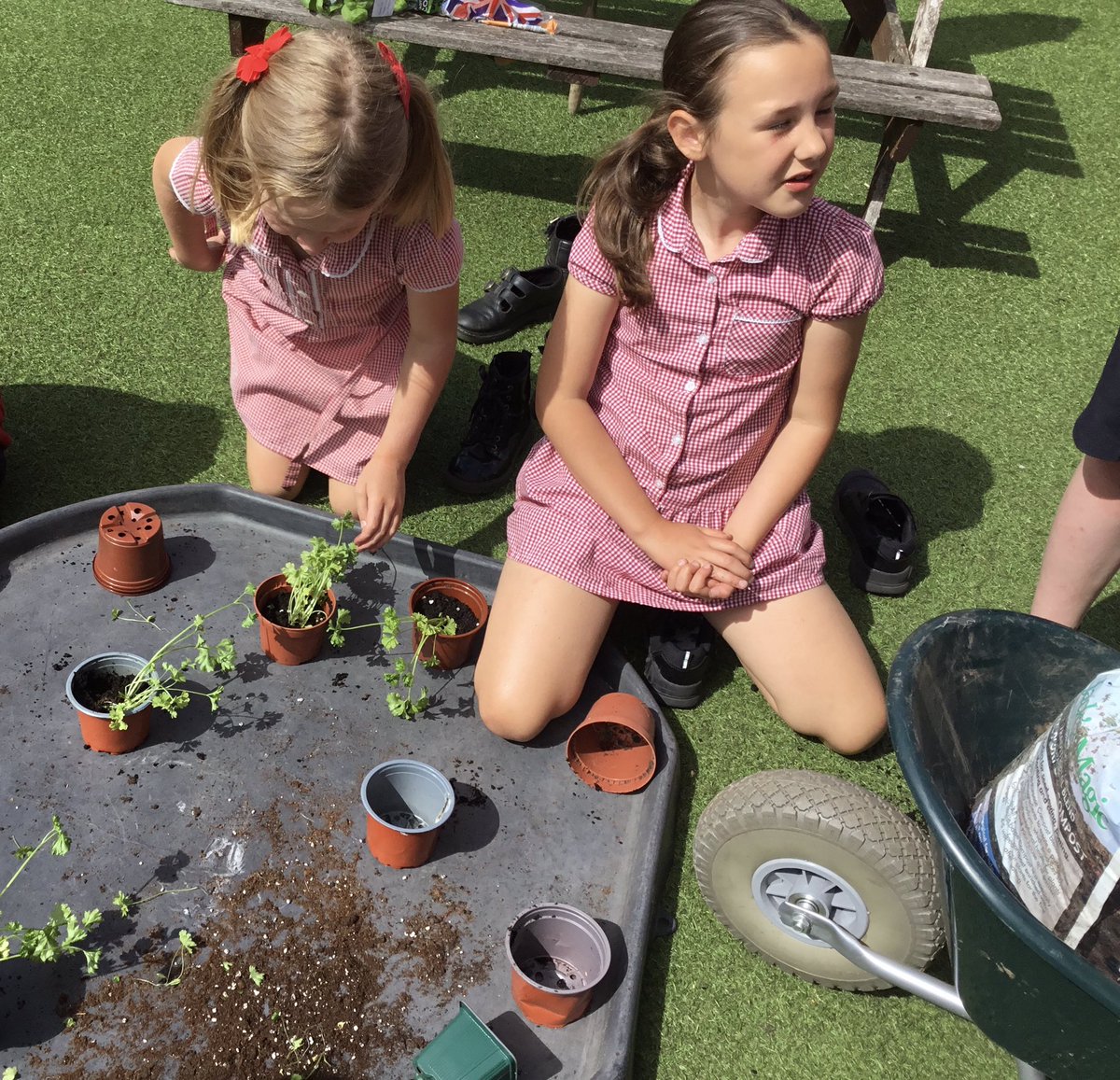 CuddingtonPri's tweet photo. In gardening club today we have learned how to divide plants then pot them on to increase our stock. From one basil and one parsley plant we now have 16 new plants. #cuddingtoneco #cuddingtonscience @createlearning_ @RHSSchools @EcoSchools https://t.co/hgeDyA08o1