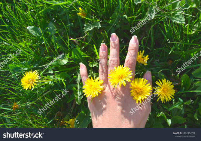 InessaW29's tweet photo. https://t.co/wTUolSCrFd
Hand female with dandelions on green grass.
#gorgeous #nature #flora #hands #photography #Flowers #Dandelion #findyourthing #sky #holiday #island #England #prints #garden #bright #floral #photographicart #yellow #4home https://t.co/iVT8cCYmmA