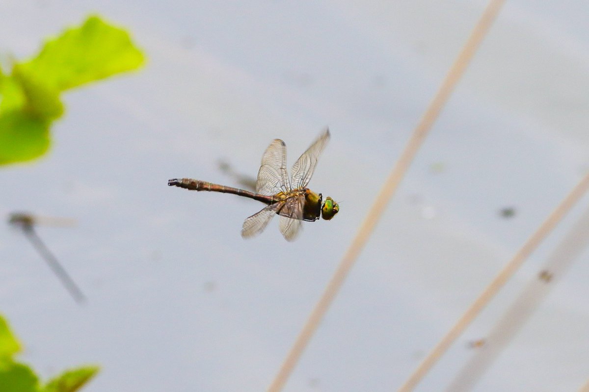 DanielBoon25's tweet photo. A nice visit to Thursley Common today. 2 Redstart, 4 Tree Pipit, 2 Silver-studded Blue, 3 Downy Emerald and a Viviparous Lizard. https://t.co/y0tp5Xbidk
