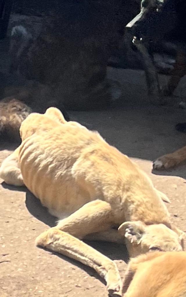 Único perro que “me dejaron” sacar de la #carceldeperros #refugiodeeli en #baradero #municipiodebaradero #evelynvonbrocke ⁦⁦<a href="/JavierMilei_/">Javier Milei</a>⁩  #ley14346 #ley14346penasmasduras