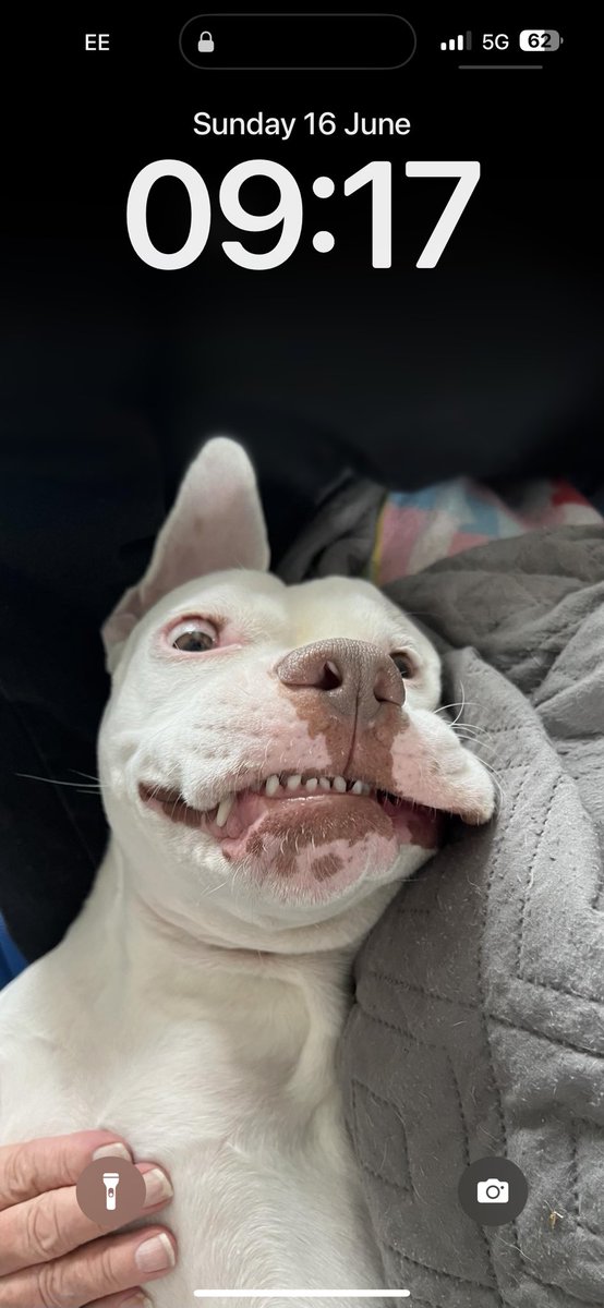 ClaireRankinx's tweet photo. Watching/listening to @rickygervais talking about dogs gives me the best feeling ever, and makes me SO appreciative to my little Blu and so glad we have her.  Here’s a new dog for you to love, Ricky!  

This is Blu 🐶☺️. https://t.co/WZtHmkmOJz