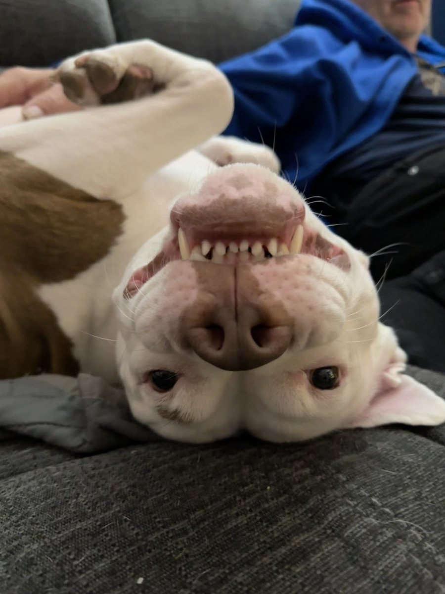 ClaireRankinx's tweet photo. Watching/listening to @rickygervais talking about dogs gives me the best feeling ever, and makes me SO appreciative to my little Blu and so glad we have her.  Here’s a new dog for you to love, Ricky!  

This is Blu 🐶☺️. https://t.co/WZtHmkmOJz