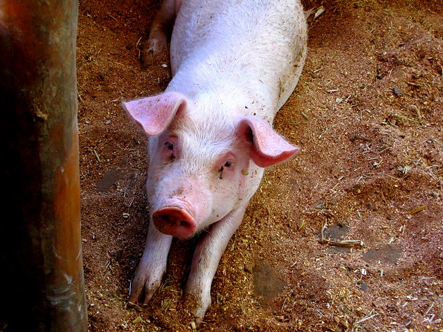We are currently investigating large scale thefts of livestock in East Suffolk. This is devastating for animals involved, and causes distress to the farmers, and has a negative impact on the economy. If you have any information relating to this we encourage you to get in touch.