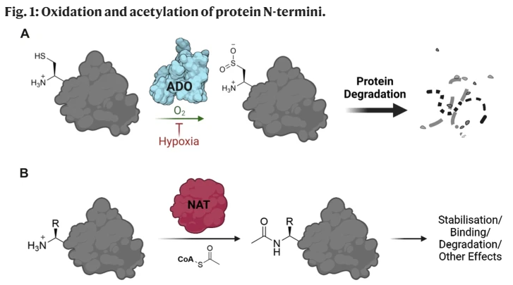 Very excited to see our paper out in <a href="/NatureComms/">Nature Communications</a> this week!

We found that N-terminally modifying enzymes ADO &amp; NatA have distinct substrate preferences, which could have implications for protein stability and the hypoxic response.

Read the paper: bit.ly/4cxk45u