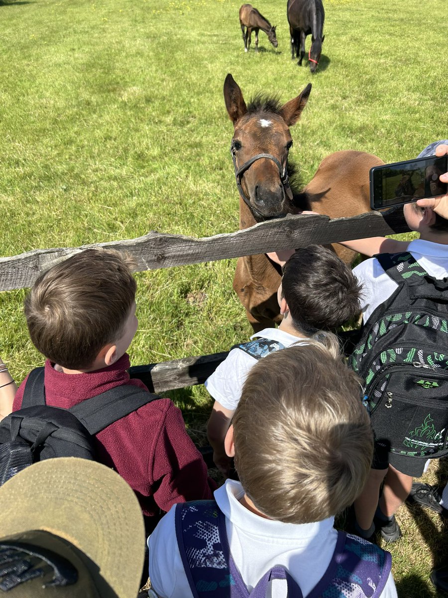 Kettlefields Primary tweet media